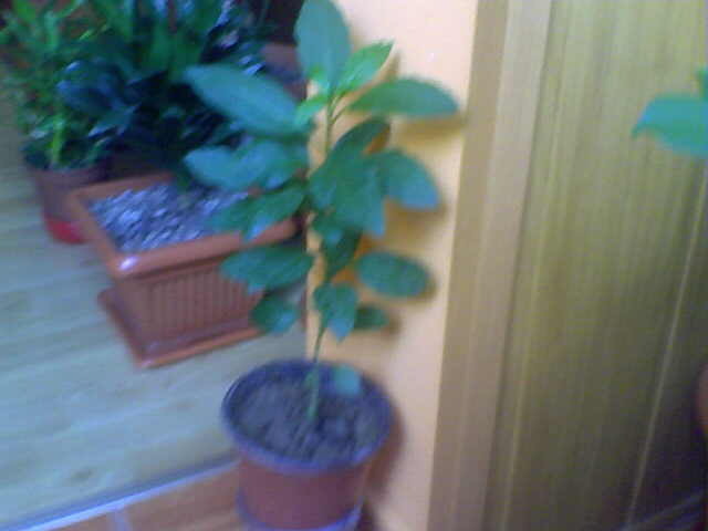 Picture 007 - florile mele