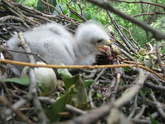 IMG_3481 - salcim I si II 2009