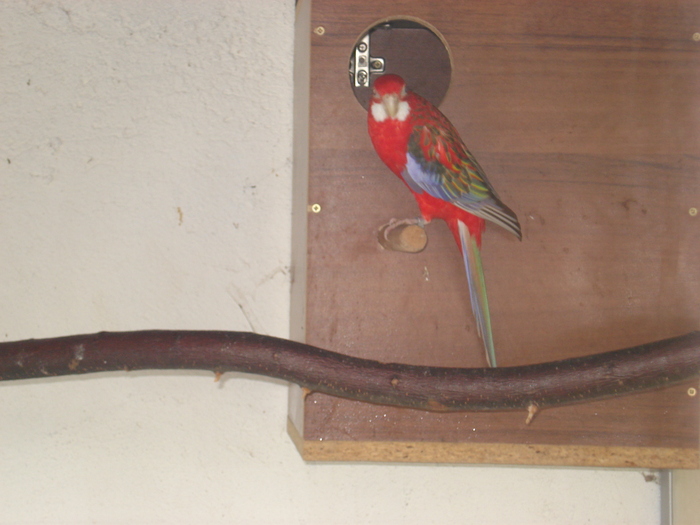 rosella rubin mascul - perusi rahau-alba