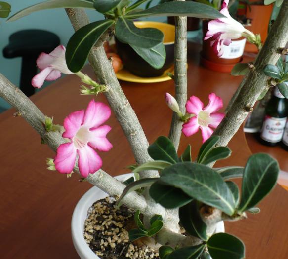 P1080748 - ADENIUM OBESUM