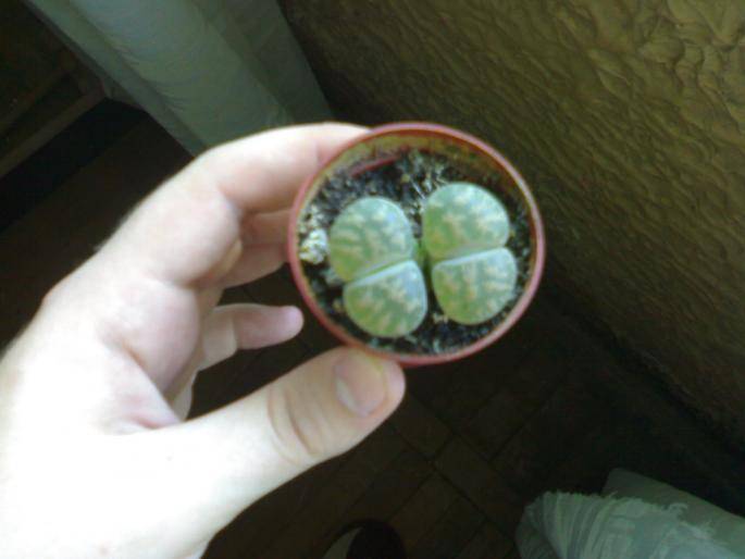 Lithops