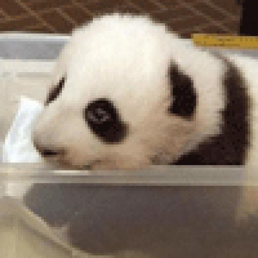 panda_nursery - Animale