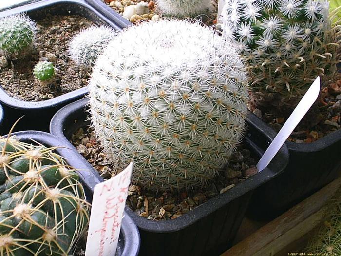 Mammillaria Supertexta - cactusi -nu le mai am