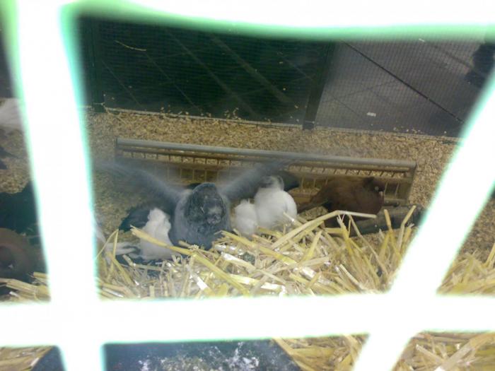 00000c voliera rus 14 - 1505 partea 9a