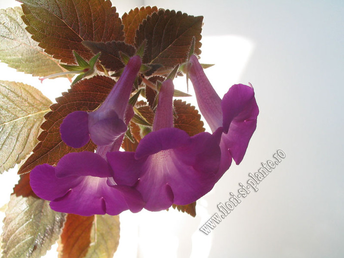 Achimenes Madame Geheune 3