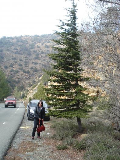 Picture 675; Muntii Troodos
