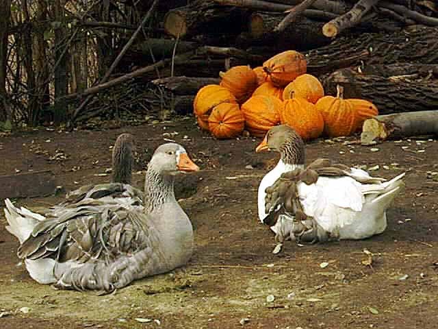 02 - Diferite tipuri de pasari