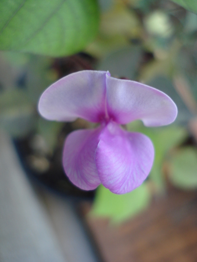 Ornamental Sweet Pea (2009, Sep.14)