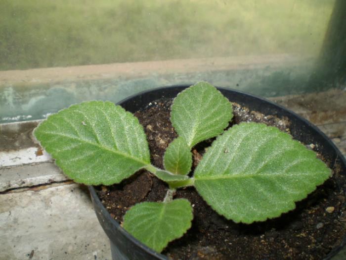 gloxinia prinsa la serv din frunza - flori de camera