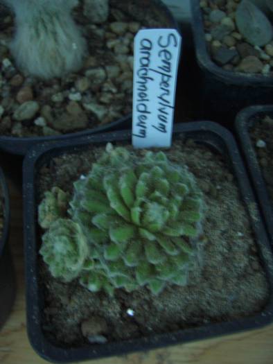 Sempervivum arachnoideum - cactusi si  suculente 09