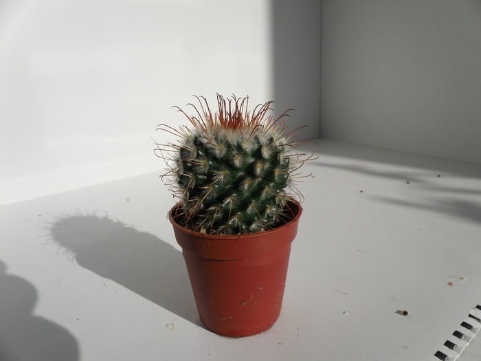 Picture 061 - cactusi