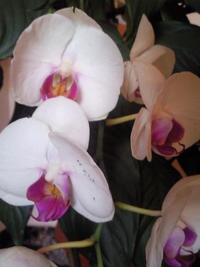 Photo0603 - orhidee