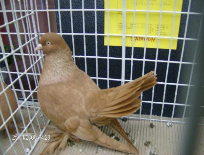 mascul 07 -campion 08(ian)