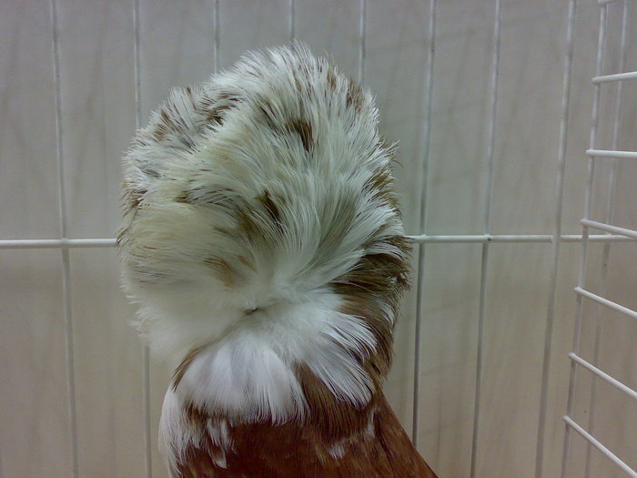 jacobin 16 - 1509 str 2