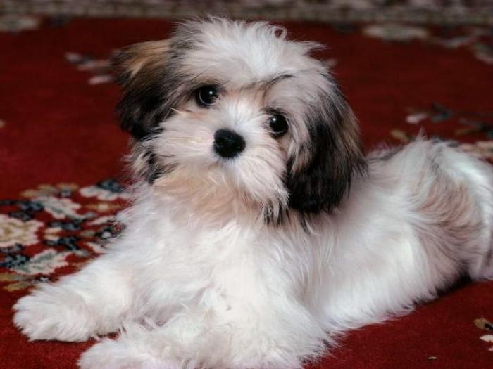 Dogs Wallpaper_ Poze cu Catei 25
