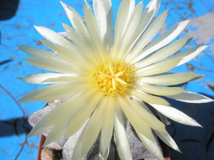 Astrophytum myriostigma - floare - Astrophytum