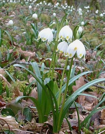 Leucojum_vernum - Flori