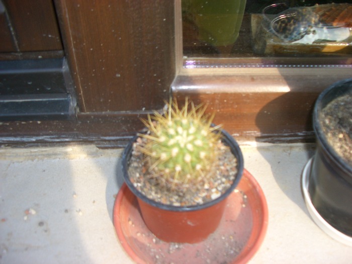 cactus - floricele 2009