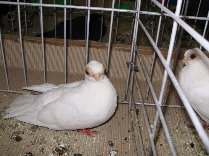 10762b sb 1 - 1507 partea 6a