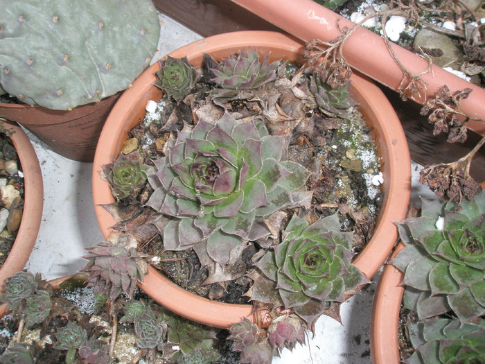 tot Sempervivum calcareum mai putin colorat - plante de exterior - 2009 - 2010