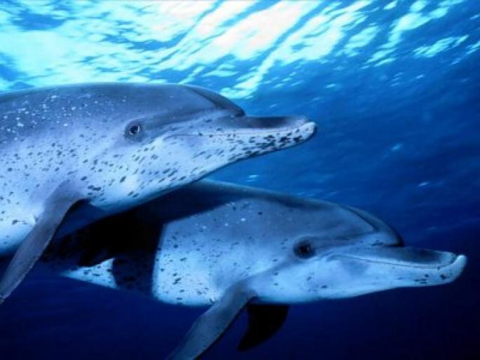 NBMHZYUOZJOJKQPQGXC[1] - poze delfini si cativa pestisori