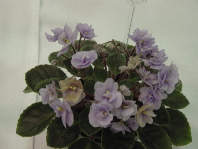 Cool_Blue_2005avsa - violete de pe net