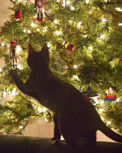 ChristmasTreeCat-m