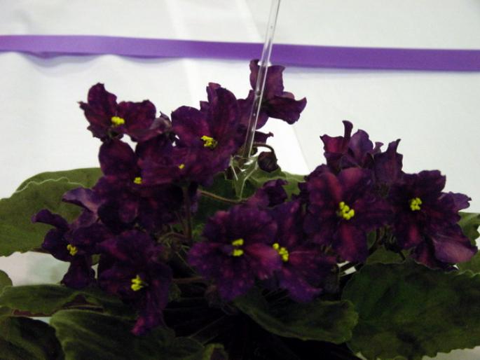 Jean_Pierre_Croteau_2005avsa - violete de pe net