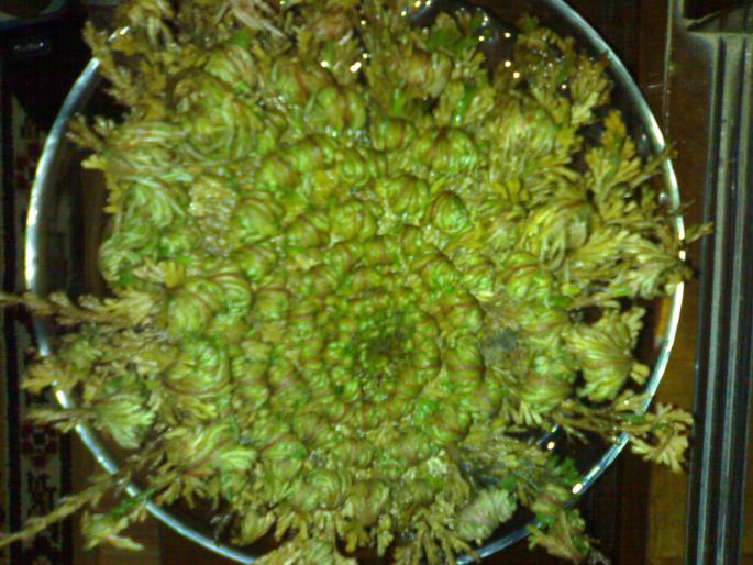 Rose of Jericho - Selaginella Lepidophylla-Rose of Jericho