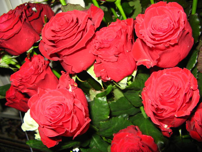 11.05 043 - my roses