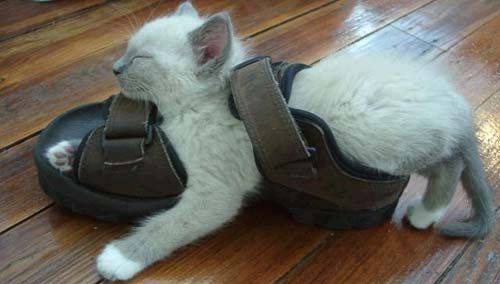 Sandal Bed - funny animals