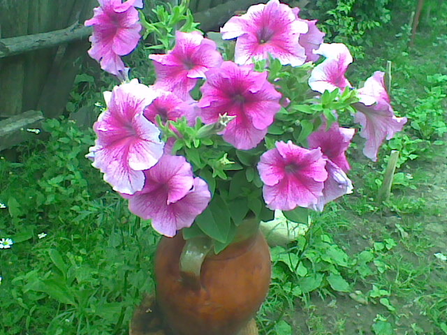petunie - florile surorii mele