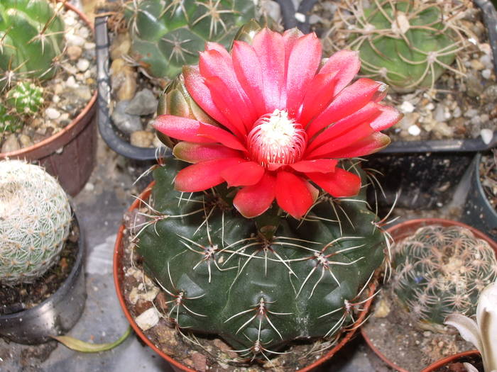 Gymnocalycium baldianum
