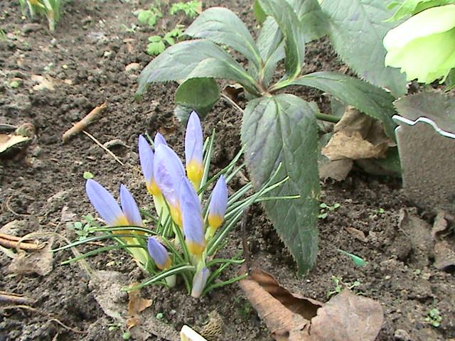 Crocus 26 feb 2009 (1)