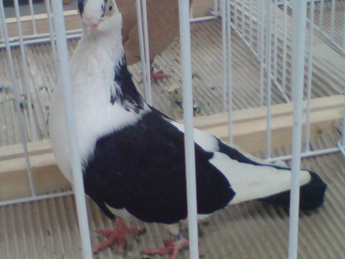 DSC00913