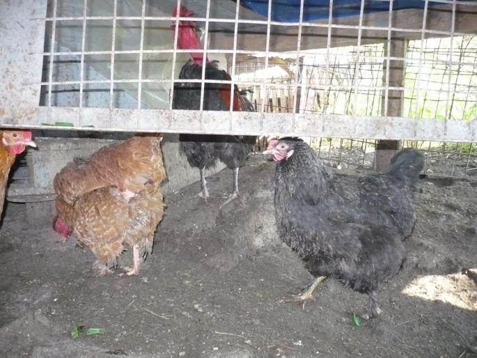 rasa taraneasca; ptr oua.
