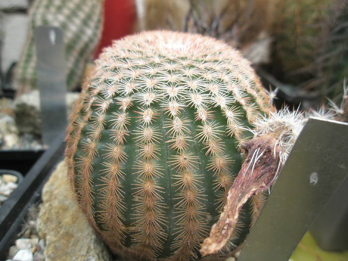 P6010094 - plantele lui George Nitu