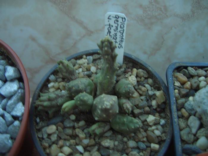 Piaranthus germinatus v. foetidus - cactusi si  suculente 09