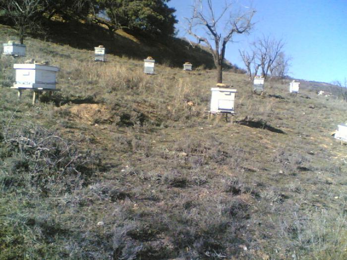 20012007(008) - apicultura