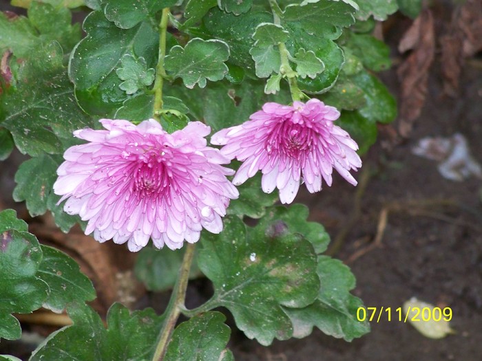 100_3974 - Toamna in curte  Timisoara