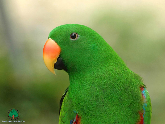 Wallpapers - Parrots - 30 - PAPAGALI