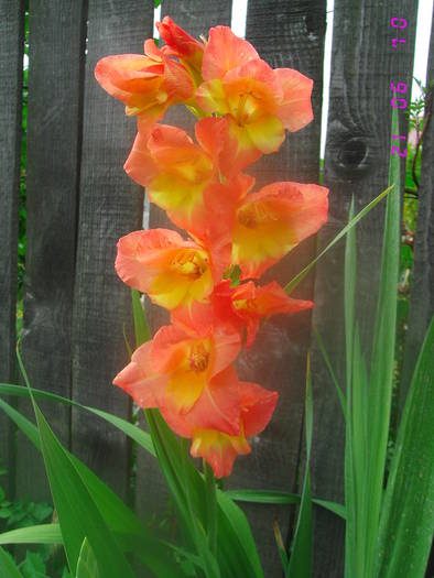  - Gladiole