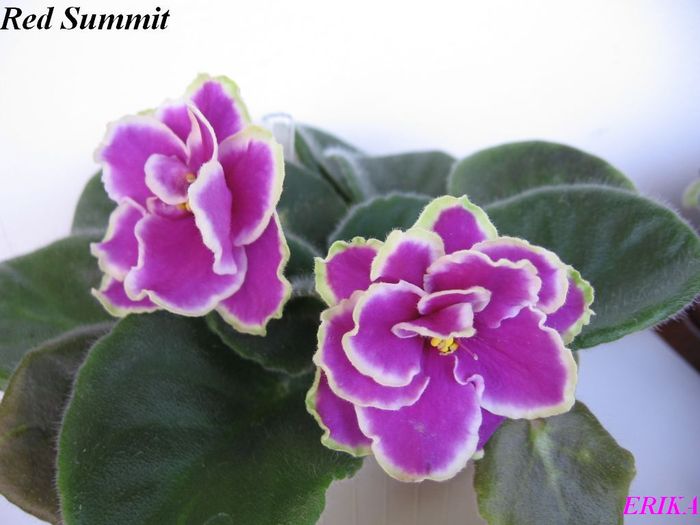 Red Summit 2009 - Violete de colectie