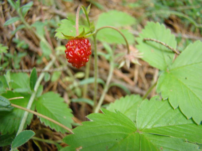 DSC03899 - Concediu 2009