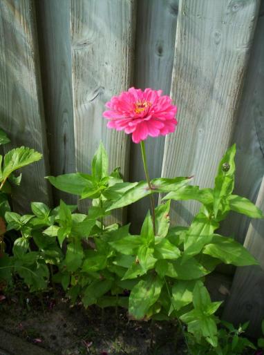 Zinnia 6 aug 2008