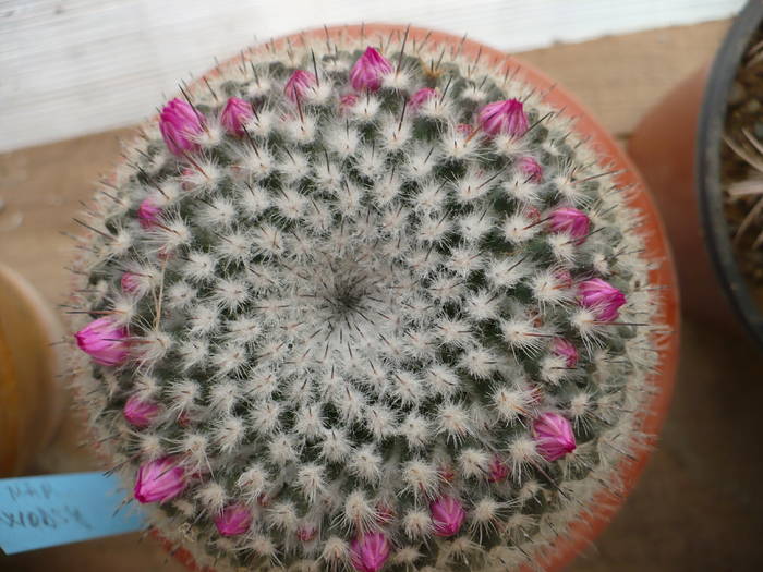 Mamillaria wodsy