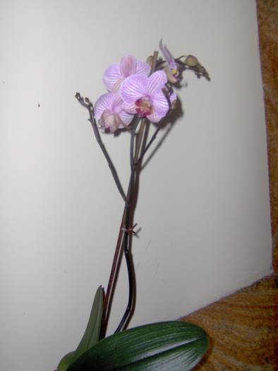 17.03.2009 - orhidee