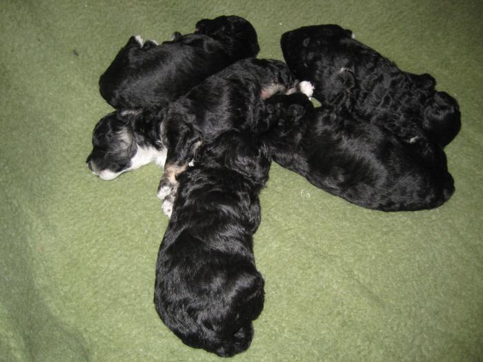 Dupa 15 zile - Cateii