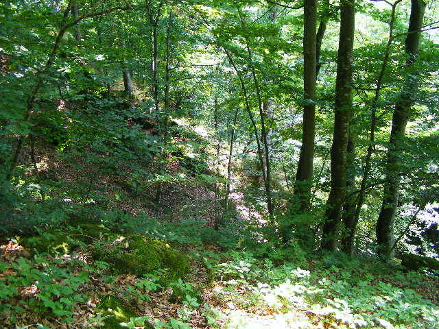 DSCF2431