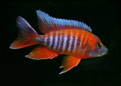 malawi-butterfly - African Cichlid